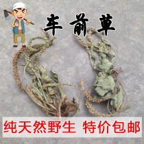 New goods Taihang Mountain pure wild high-quality plantain 500g whole whole grass plantain tea