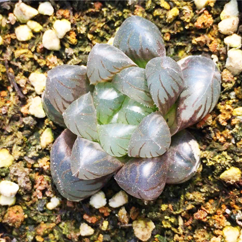 紫姬玉露 驯化四个月 2厘米左右品相佳窗透萝卜根 店铺满39包邮