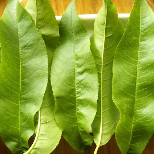 嫩桃树叶 新鲜野生桃树枝 桃叶 祛湿止痒1斤 深山中草药材 蓝庄