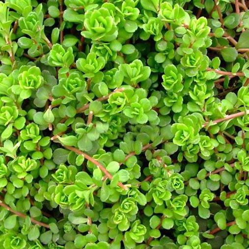 凹叶景天干品1斤 新鲜石板菜石板还阳石马苋半支莲马牙菜中草药材