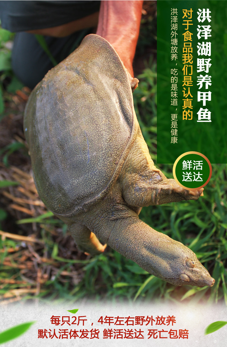 洪泽湖外塘放养甲鱼团鱼水鱼王八生态中华鳖4年-5年2.5斤甲鱼活体
