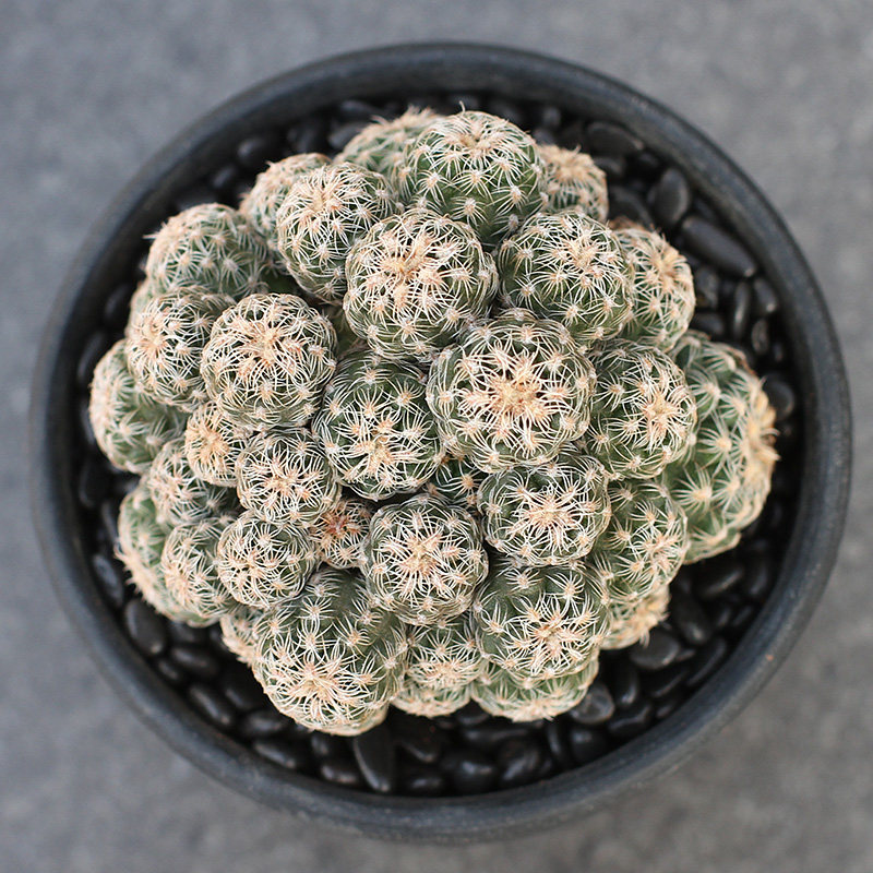 植物员外 樱花罗星丸 裸萼球属 易开花开群花仙人球 防辐射多肉