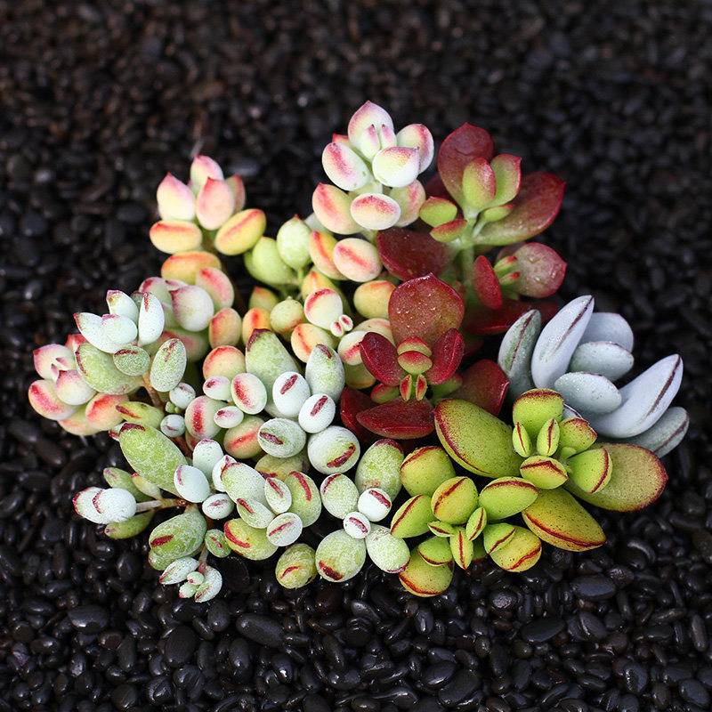 福娘家族 乒乓福娘达摩福娘精灵福娘巧克力线多肉植物组合盆栽_7折