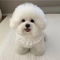 Bichon Frise Puppy Purebred Small Bichon Frise Small Flying Ear Teacup Dog Living Small Dog Domestic Pet Dog