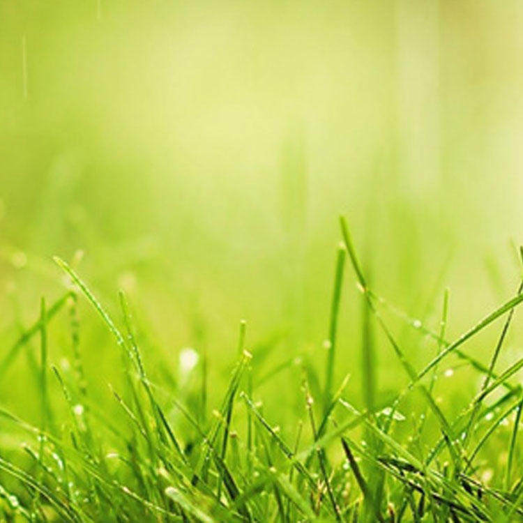 2017年度流行色居然是草绿色!