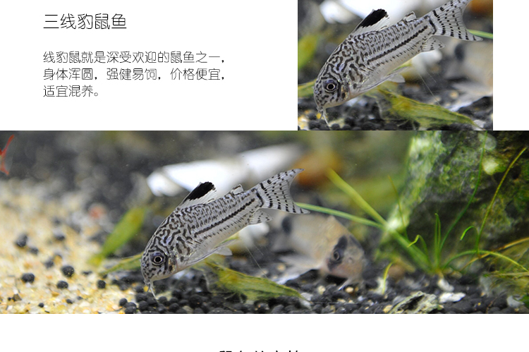 白老鼠咖啡鼠珍珠鼠熊猫鼠三线豹工具鱼清洁鱼底栖鱼活体鱼热带鱼_7折