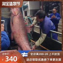 Old fishing Weng Three-layer rapids heavy sinking net fishing net 0 3 Yellow silk thick sticky net Grass carp big fish Silver carp army fish net