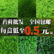 Fresh Moss micro landscape ecological bottle diy white hair Moss bonsai rockery decoration water and land tank plant material Moss
