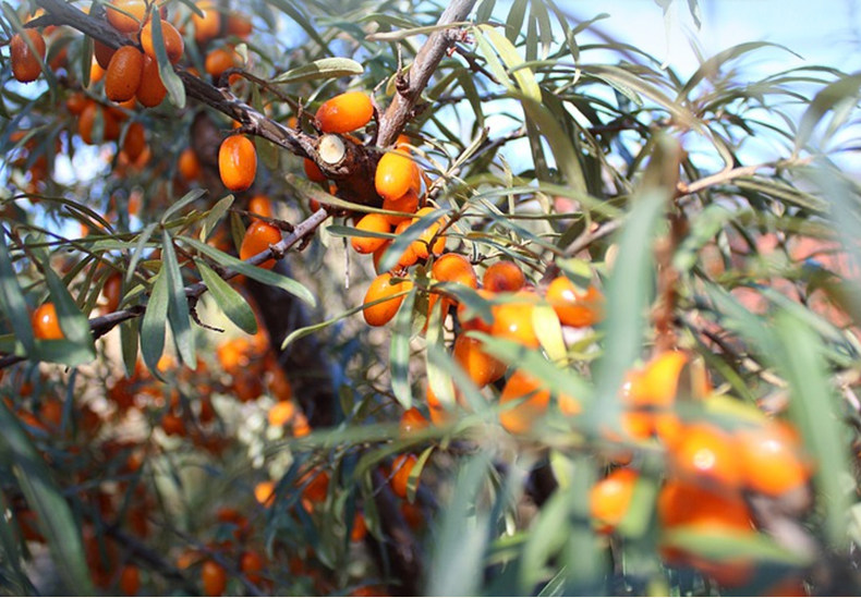 吕梁野山坡沙棘原浆300ml含果油小条装小包装生榨果汁冲饮料品