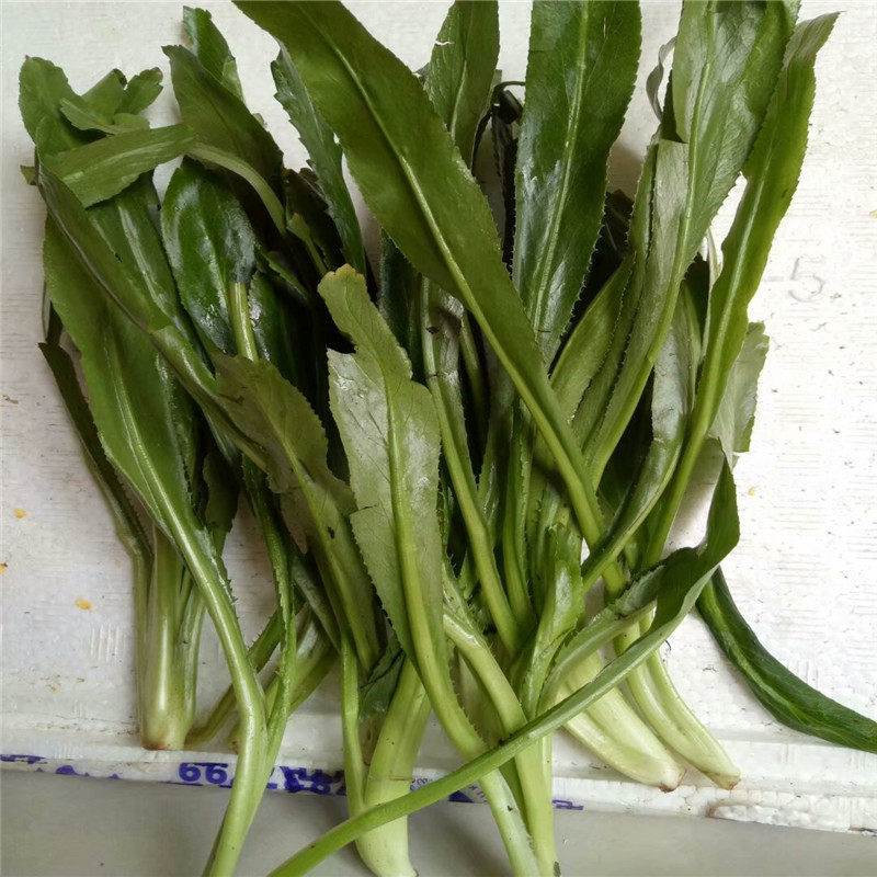 越南大香叶新鲜刺芜荽泰国香菜酒店调味料500g农家节日常用配菜