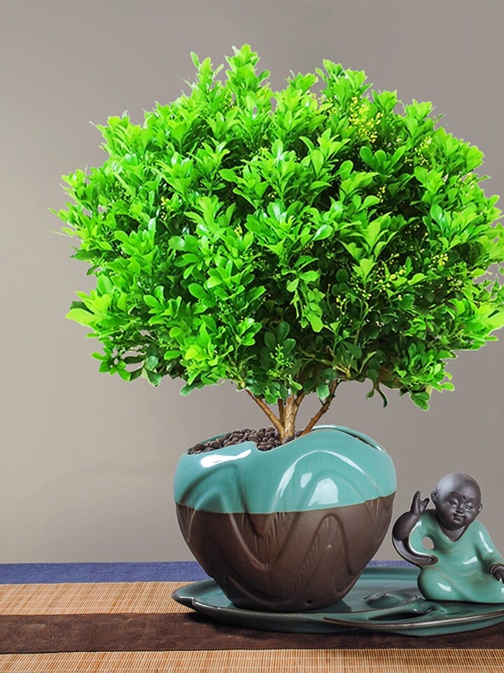 带香味室内米兰盆栽