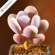 Yunnan straight hair mumuhome peach beauty succulents flowers indoor pot creative adorable succulents without flower pots