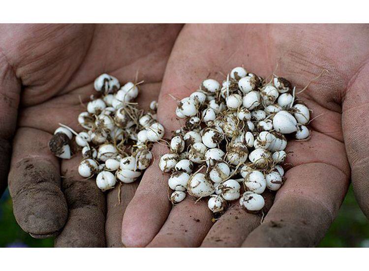 【珍珠贝25克/盒顺丰包邮】川贝 野生川贝母不发顺丰可优惠10