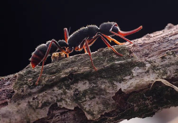特价冲钻 猎镰猛蚁 活体蚂蚁 工坊 宠物生日礼物 科普 教学