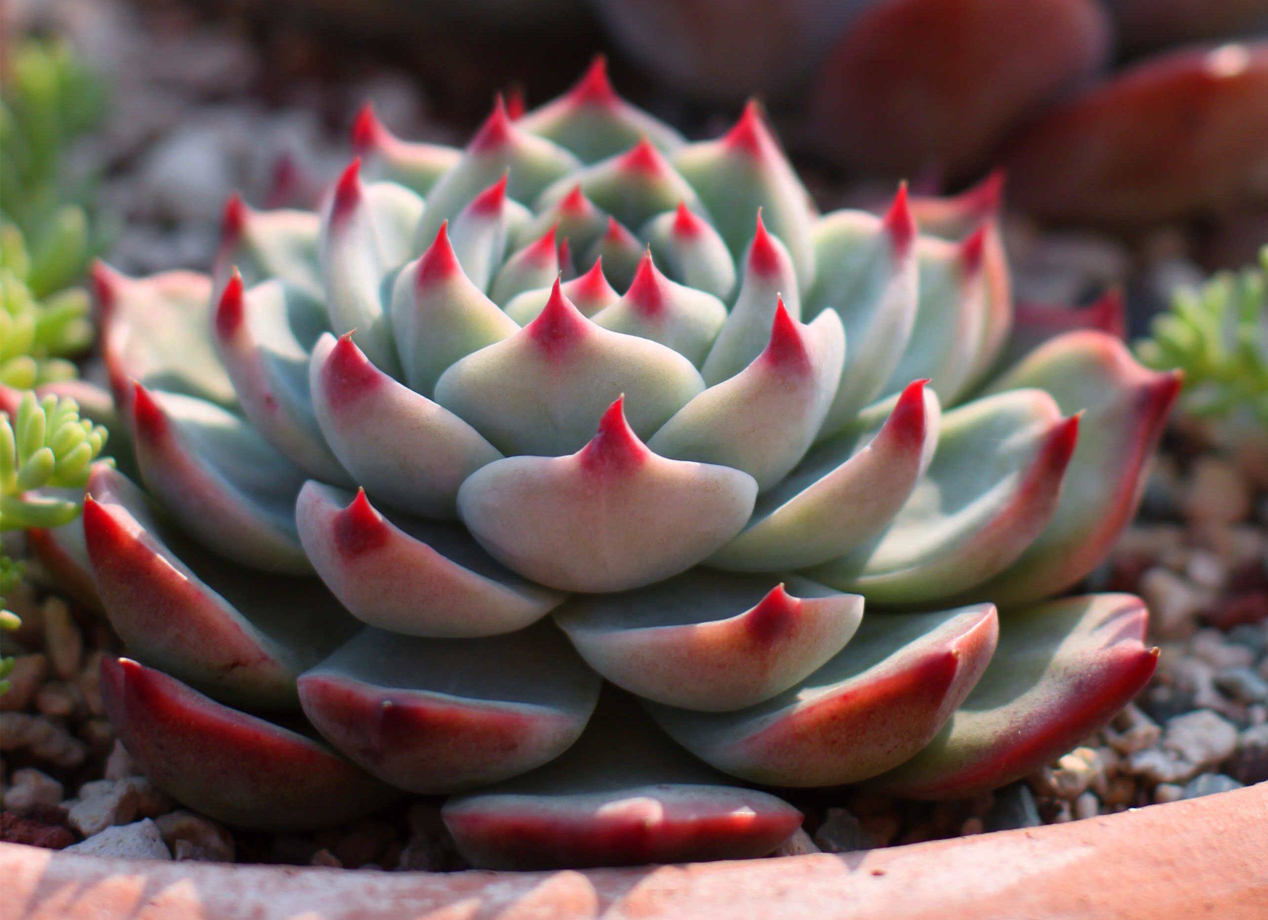 可爱了,穿裙子,摊大饼就是娃娃现在的状态奥,不过适当给多肉增加光照