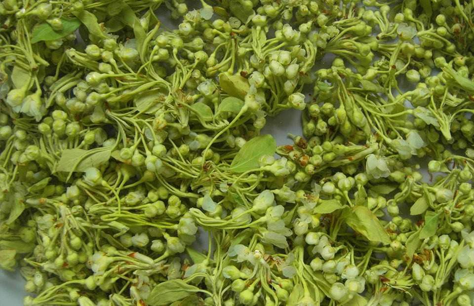 堂梨花 新鲜野菜云南时鲜蔬菜农家菜酒店食材非槐花3斤一件包邮