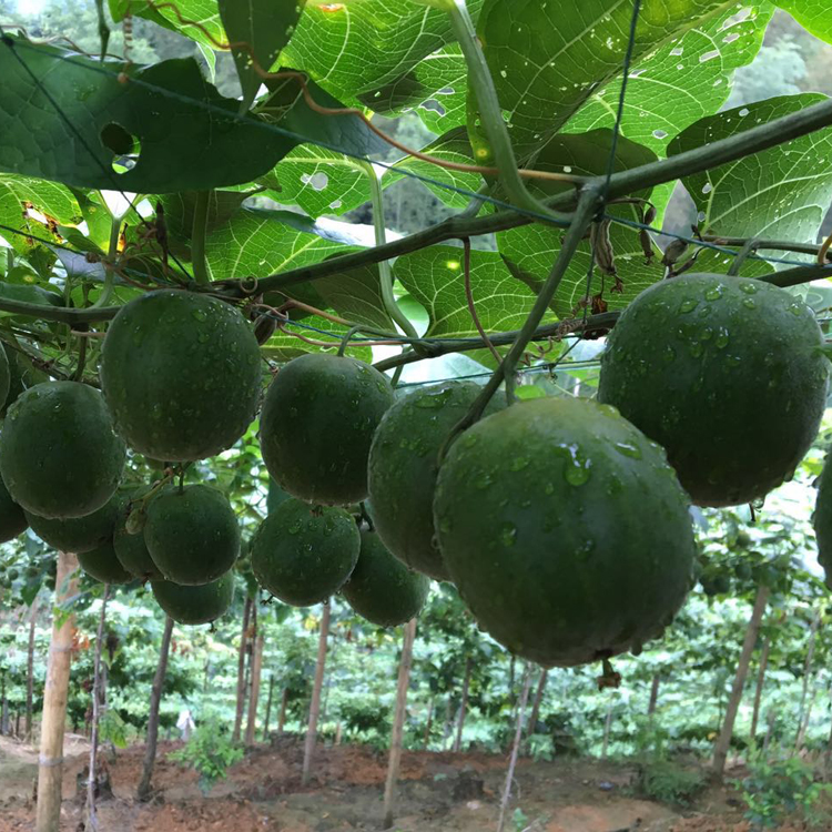 2016年原生态新鲜生罗汉果 永福罗汉果新果批发零售 中.