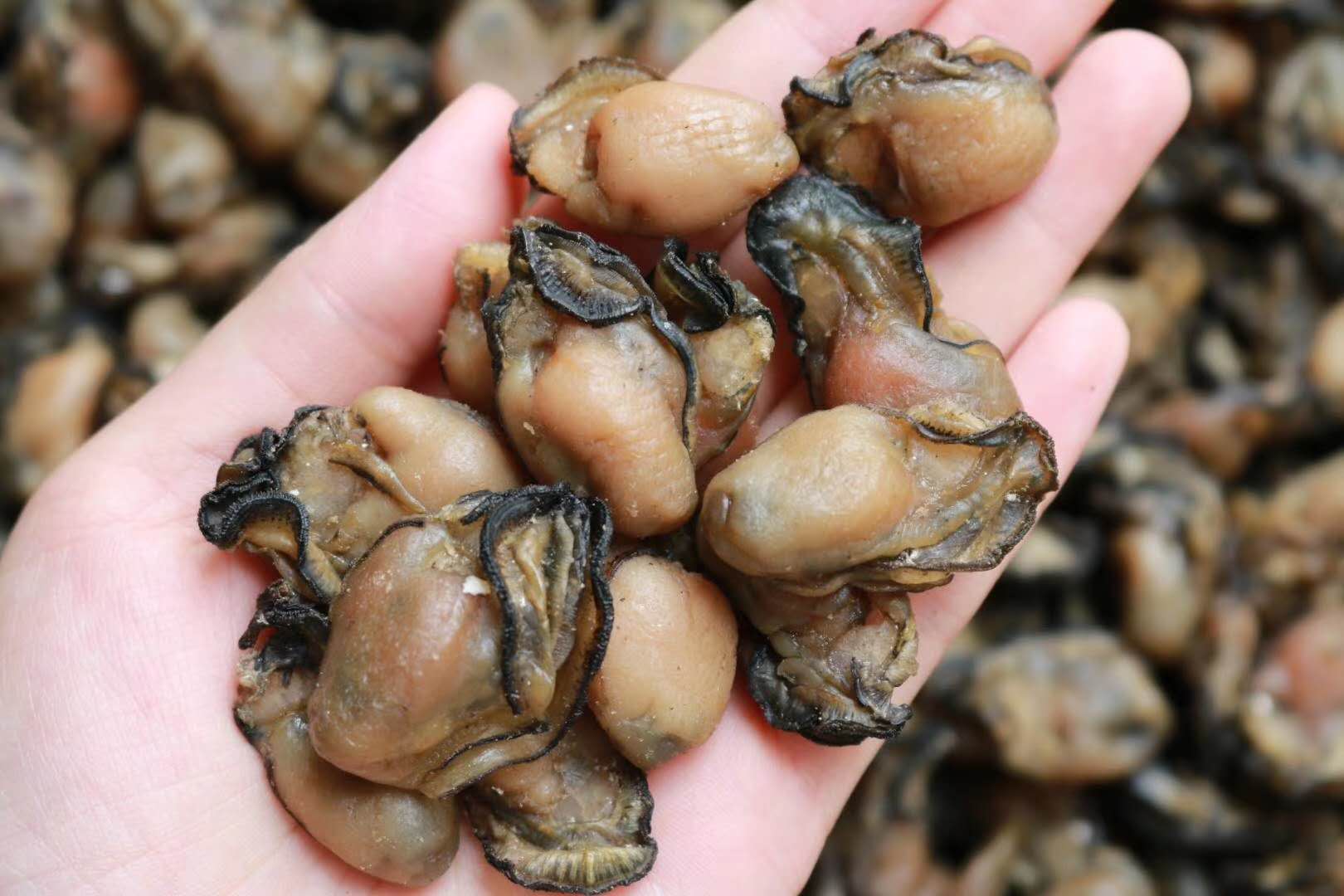 湛江特产生蚝干生蚝肉海蛎子特级野生补钙海鲜干货500g 200个水产