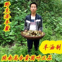 Sheep oil made Epimedium wild 100g Epimedium Chinese herbal medicine Epimedium Tea Epimedium leaf powder