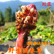 Wild red winter snake wild rice rejuvenation grass angle bacteria flooring flowering hemorrhoids sores Buster 500 grams hangover drunk Chinese herbal medicine shop