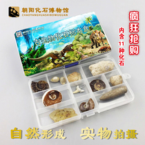 Natural 10 kinds of paleontological fossils specimen box Trilobite fossils Amber rough strange stone stone childrens gift