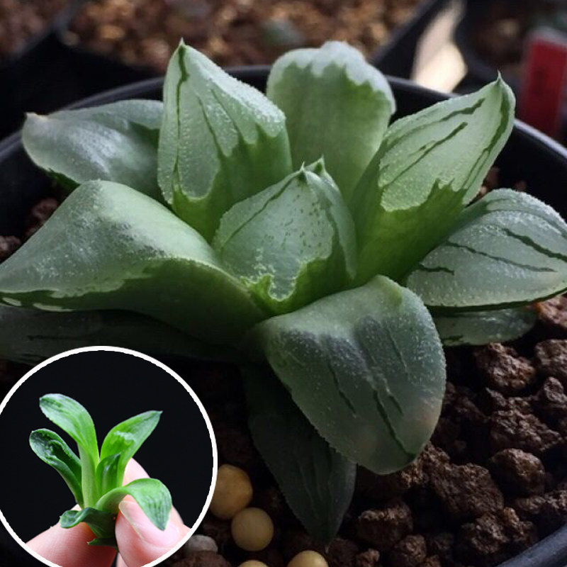 丸贝 多肉植物 冰城寿 十二卷12类组培苗 品种保障_7折现价9.8元