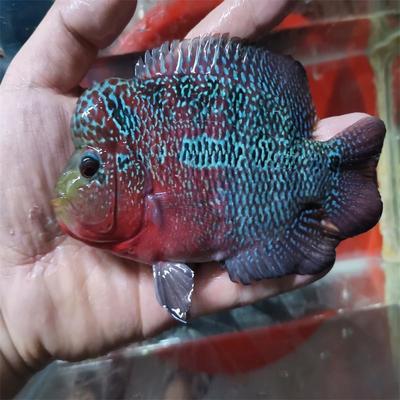 精品罗汉鱼苗鸿运罗汉鱼苗财神鱼苗花罗汉金花罗汉淡水活体观赏鱼