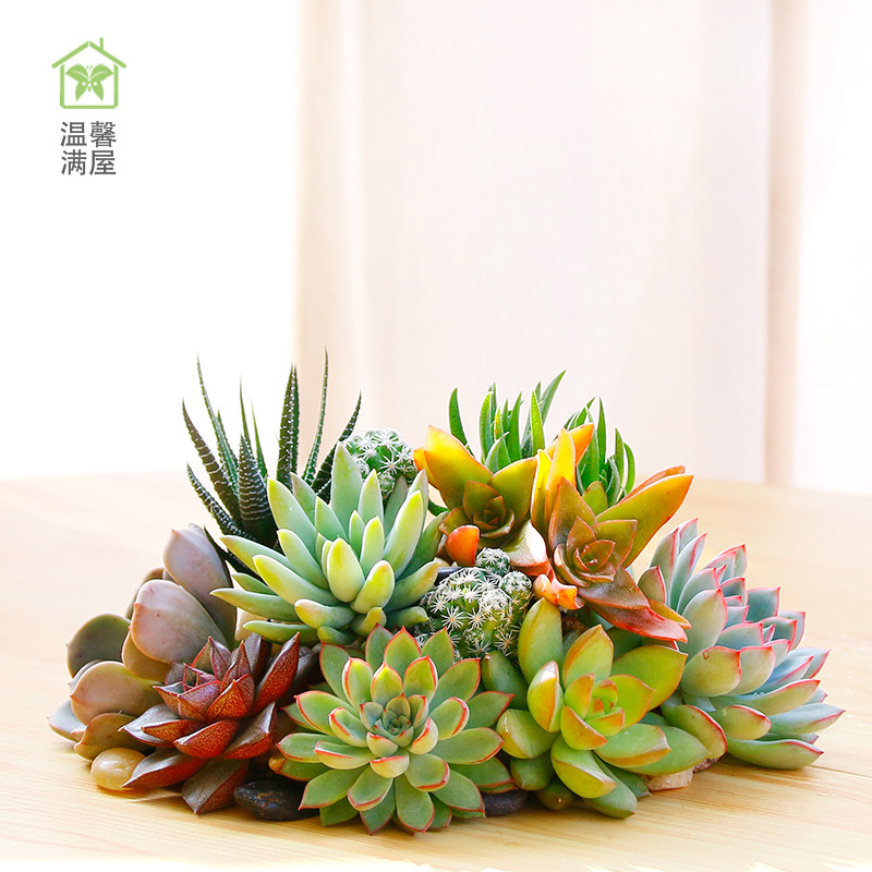 温馨满屋 多肉植物组合盆栽绿植花卉肉肉植物
