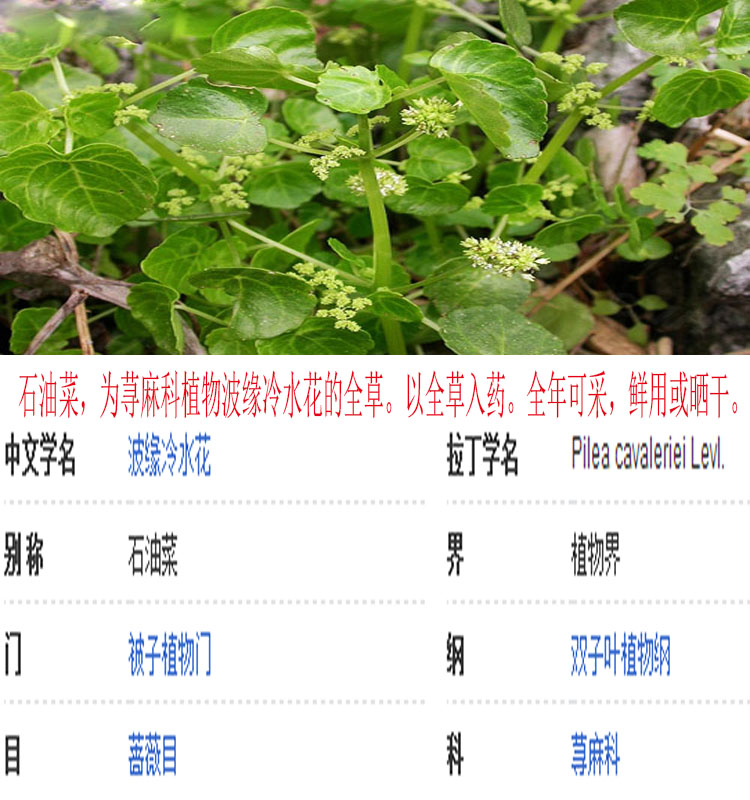 广西野生中草药石油菜 石觅菜 肥猪菜 打不死 疳积