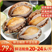 Abalone fresh small abalone seafood seafood fresh live small abalone SF 20-24 head 1 catty