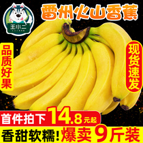 Leizhou volcano banana fresh seasonal fruit sweet Coke whole box seasonal wholesale 9kg banana specialty 10