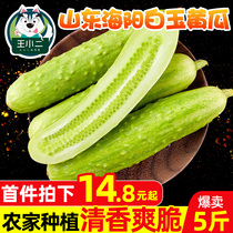 Haiyang White Jade cucumber fresh fruit cucumber vegetables 5kg raw eat small cucumber picking whole box