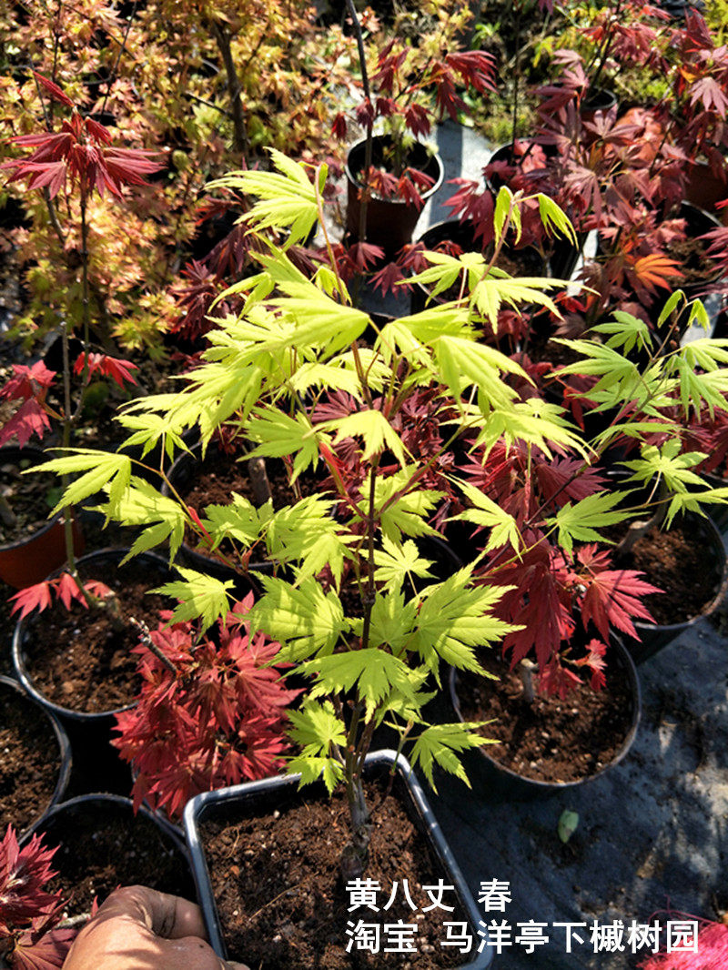 日本枫树 黄八丈_双氙车灯改装网