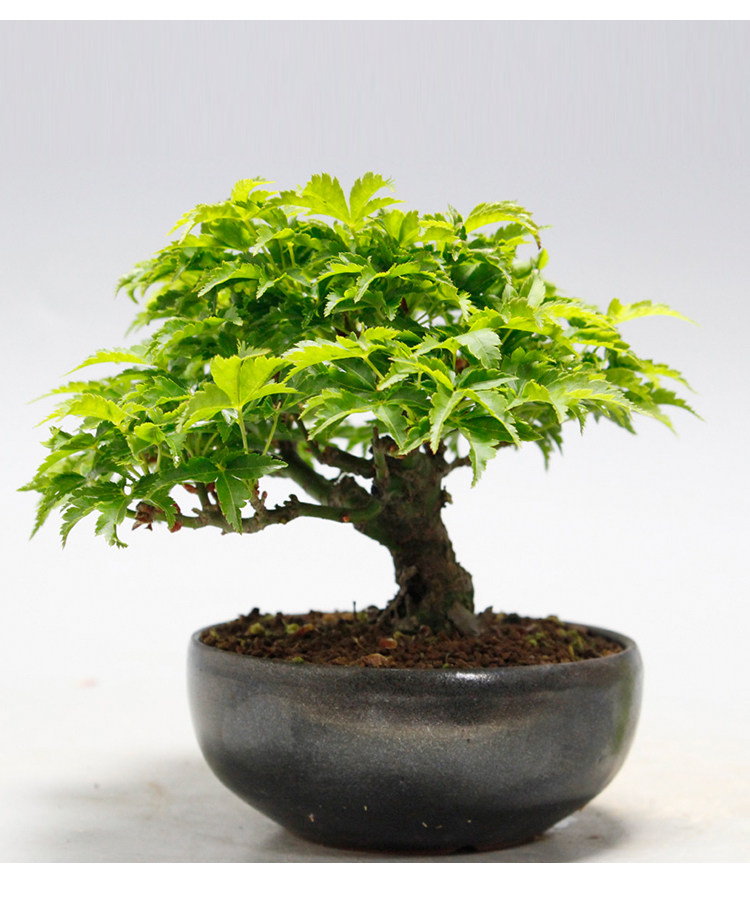 马洋亭下槭树园 狮子头枫树 红狮子盆景素材微型八房红枫小品盆栽