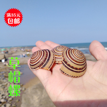 Natural conch shell straw hat snail fish tank aquarium aquarium landscape window wall stickers decorative handmade DIY shell ornaments