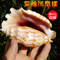 Natural conch shell purple sleeve Phoenix snail fish tank decoration window landscape platform wall stickers decorative specimen snail ornaments