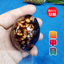 Natural conch shell tortoiseshell snail specimen snail hand-held fish tank decoration gift gift window landscaping ornaments