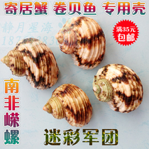 Natural conch shell Rong snail roll scallop fish hermit crab special shell fish tank aquarium creative landscaping decoration ornaments