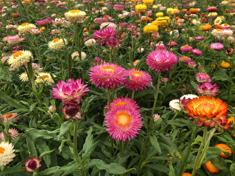 麦秆菊种子四季播菊花种子春季种蜡菊阳台庭院盆栽观赏花卉易种植