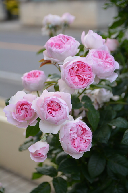 【青青花卉坊】 日月 我的心 灌木月季花苗带花苞发货 盆栽包正品