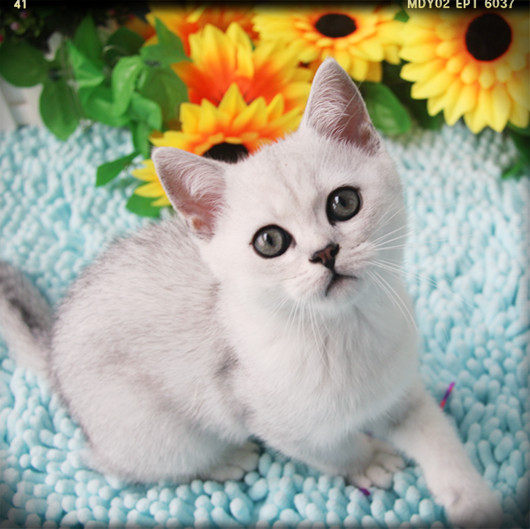 上海买英短猫买银渐层猫英国猫进口猫cfa纯种猫短毛宠物猫_7折现价