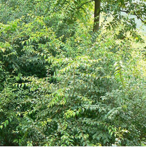 新鲜天然余庆小叶苦丁茶 毛冬青茶 苦甘叶500g买2斤送1斤 包邮