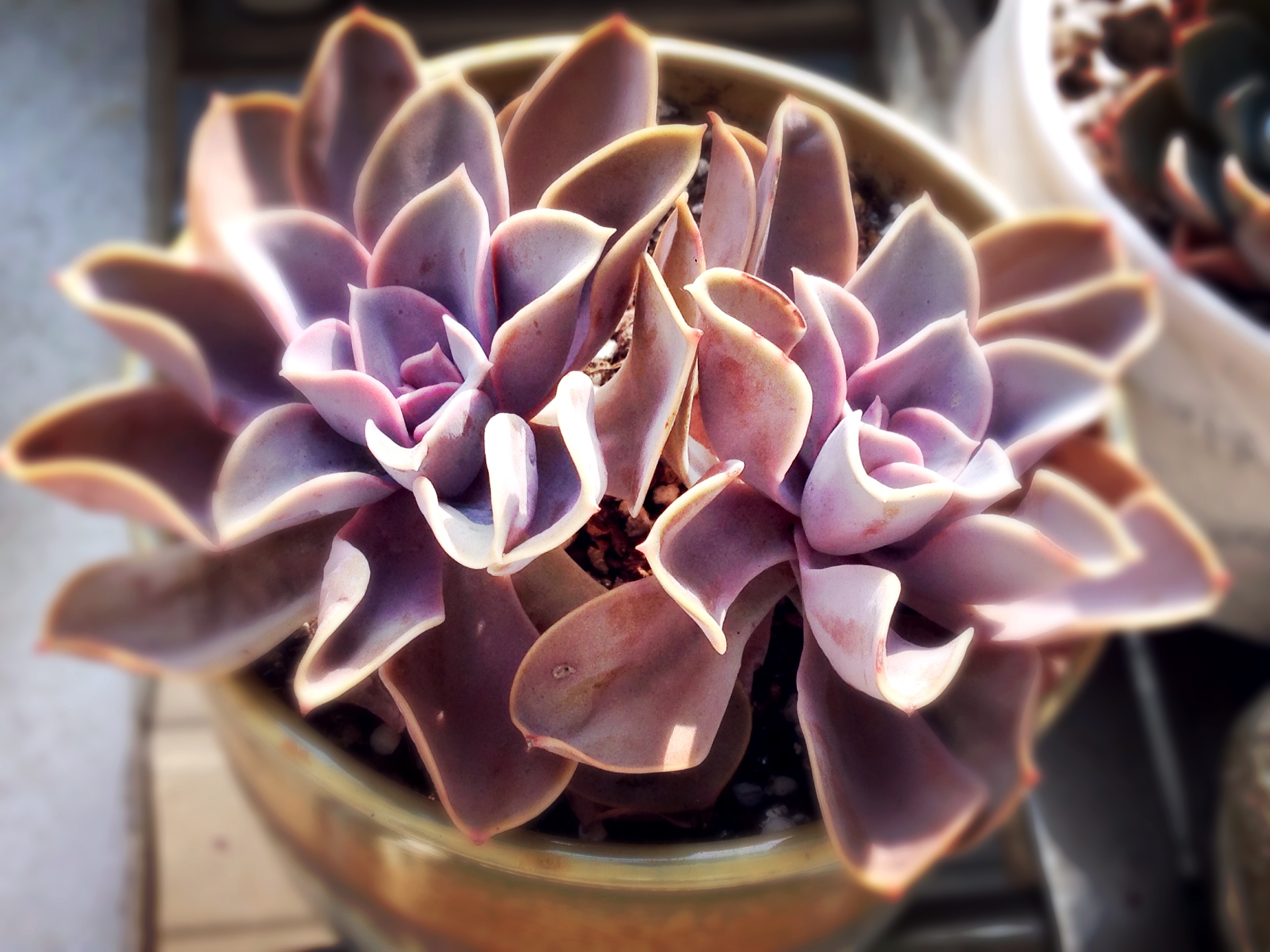 如宝石般熠熠生辉,我梦想中的多肉