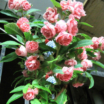 重瓣凤仙花种子茶花凤仙花指甲花盆栽植物花卉种子观花植物花易活_7折