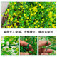 Simulated Admiralty Willow Vine ຫ້ອງຮັບແຂກ Furnishings Plastic Decoration Rose Silk Flower Vine Simulated Plant Rattan Wall Hanging
