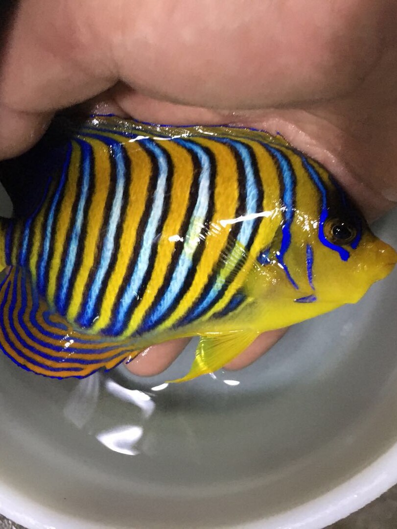 爱情海水族活体观赏鱼金毛巾