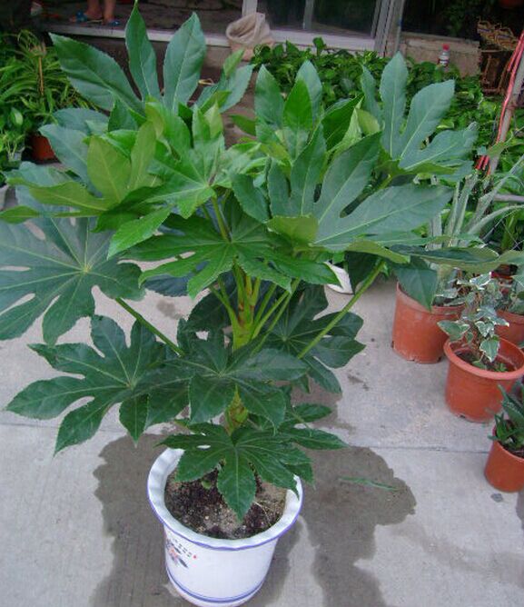 耐阴耐寒苗木 八角金盘 四季长青 工程绿化 绿植盆栽,庭院植物_7折