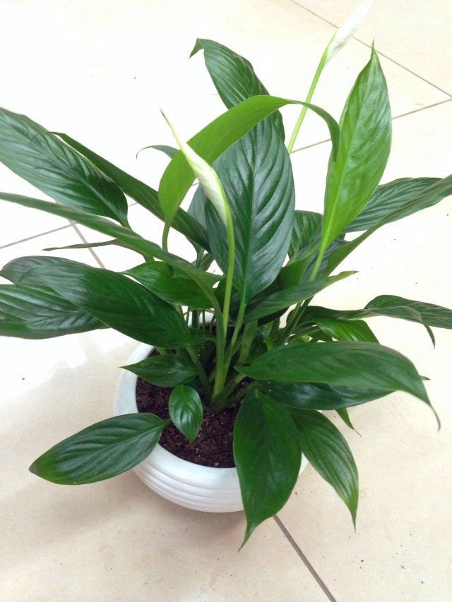 小白掌一帆风顺 办公室有氧水培花卉盆栽 除盆栽净化空气植物