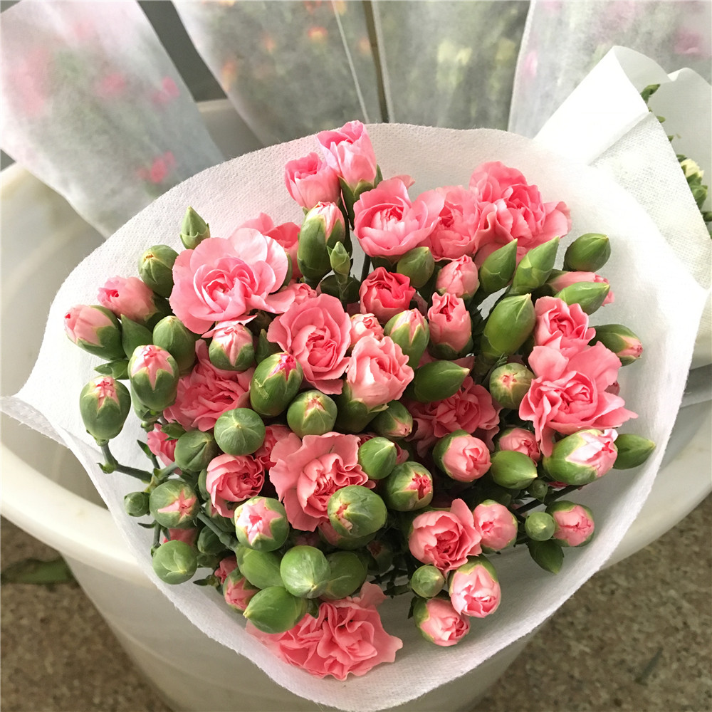 康乃馨花束20支批发基地直发鲜花云南直批同城速递母亲节百合花