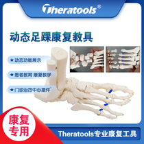 Medical dynamic foot ankle joint skeletal model movable teaching aid function to show rehabilitation teaching joint division